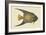 Angel Fish-Mark Catesby-Framed Art Print