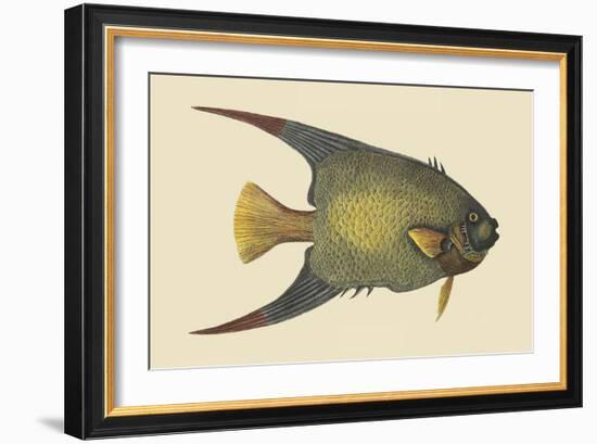 Angel Fish-Mark Catesby-Framed Art Print