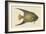 Angel Fish-Mark Catesby-Framed Art Print