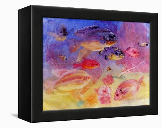 Angel Fish-Edward Julius Detmold-Framed Premier Image Canvas