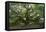 Angel Oak-Robert Goldwitz-Framed Premier Image Canvas