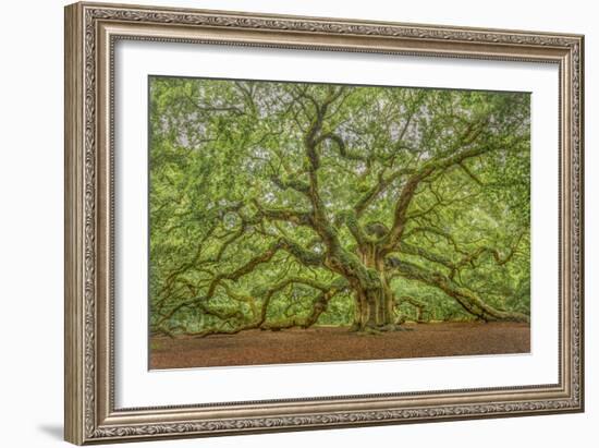 Angel Oak-Dennis Goodman-Framed Photographic Print