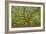 Angel Oak-Dennis Goodman-Framed Photographic Print