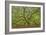 Angel Oak-Dennis Goodman-Framed Photographic Print