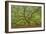 Angel Oak-Dennis Goodman-Framed Photographic Print