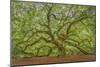 Angel Oak-Dennis Goodman-Mounted Photographic Print