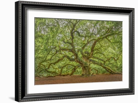 Angel Oak-Dennis Goodman-Framed Photographic Print