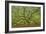 Angel Oak-Dennis Goodman-Framed Photographic Print