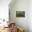 Angel Oak-Robert Goldwitz-Photographic Print displayed on a wall