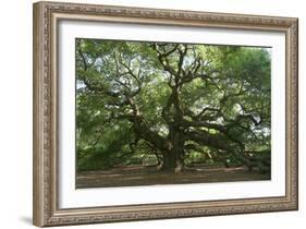 Angel Oak-Robert Goldwitz-Framed Photographic Print