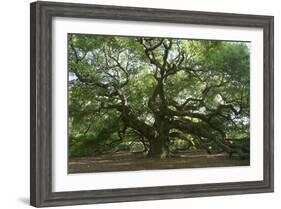Angel Oak-Robert Goldwitz-Framed Photographic Print