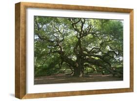 Angel Oak-Robert Goldwitz-Framed Photographic Print