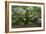Angel Oak-Robert Goldwitz-Framed Photographic Print