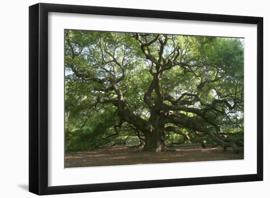 Angel Oak-Robert Goldwitz-Framed Photographic Print