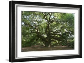 Angel Oak-Robert Goldwitz-Framed Photographic Print