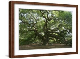 Angel Oak-Robert Goldwitz-Framed Photographic Print