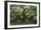 Angel Oak-Robert Goldwitz-Framed Photographic Print