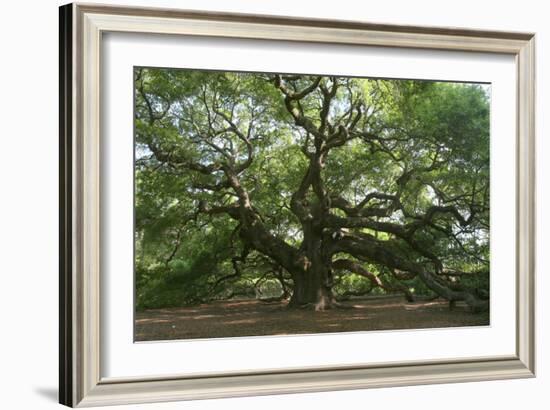 Angel Oak-Robert Goldwitz-Framed Photographic Print