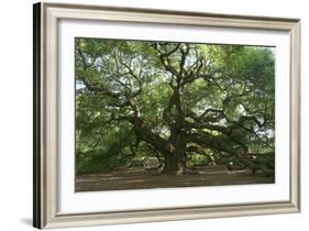 Angel Oak-Robert Goldwitz-Framed Photographic Print