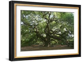 Angel Oak-Robert Goldwitz-Framed Photographic Print