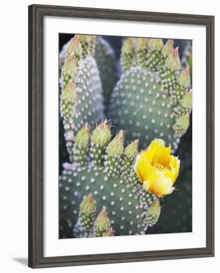 Angel's Wings or Bunny Ears Cactus, Anza-Borrego Desert State Park, California, Usa-Jamie & Judy Wild-Framed Photographic Print