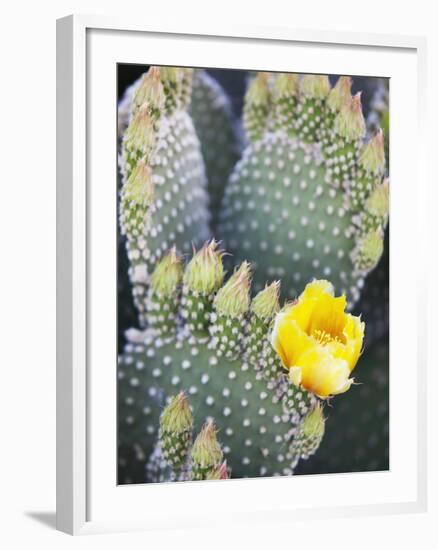 Angel's Wings or Bunny Ears Cactus, Anza-Borrego Desert State Park, California, Usa-Jamie & Judy Wild-Framed Photographic Print