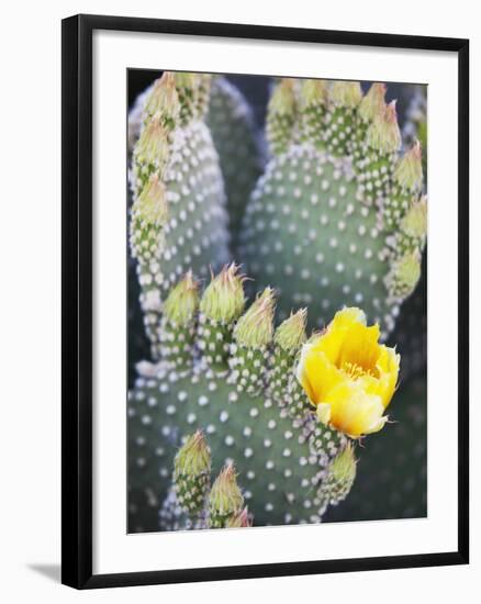 Angel's Wings or Bunny Ears Cactus, Anza-Borrego Desert State Park, California, Usa-Jamie & Judy Wild-Framed Photographic Print