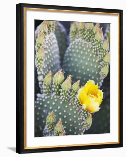 Angel's Wings or Bunny Ears Cactus, Anza-Borrego Desert State Park, California, Usa-Jamie & Judy Wild-Framed Photographic Print