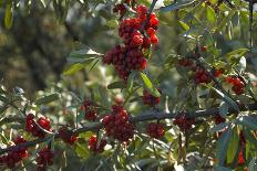 Close Up of Edible Berries. North Dakota, USA-Angel Wynn-Photographic Print