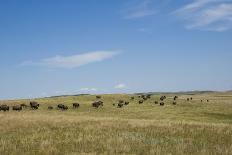 Portrait of American Bison Grazing in the Grasslands, North Dakota-Angel Wynn-Framed Photographic Print