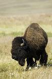 Portrait of American Bison Grazing in the Grasslands, North Dakota-Angel Wynn-Photographic Print