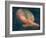 Angel-Italian School-Framed Giclee Print