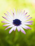 Flowering succulent-Angela Drury-Framed Photographic Print