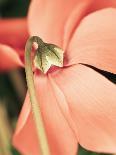 Fragrant Hyacinth-Angela Drury-Photographic Print