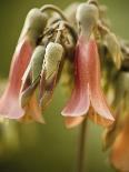 White bud with green leaves-Angela Drury-Framed Photographic Print