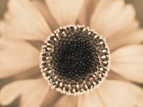 Flowering succulent-Angela Drury-Framed Photographic Print