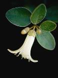 White bud with green leaves-Angela Drury-Framed Photographic Print