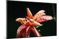 Photographic Print