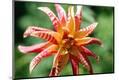 Photographic Print