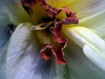 Schaueria flavicoma (Golden Plume)-Angela Marsh-Framed Photographic Print
