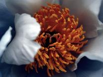 Peony (Paeonia)-Angela Marsh-Photographic Print