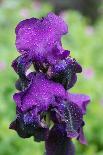 Purple Bearded Iris-Angela Marsh-Photographic Print