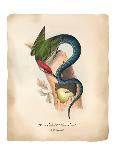 Chameleopard-Angela Tannehill-Art Print