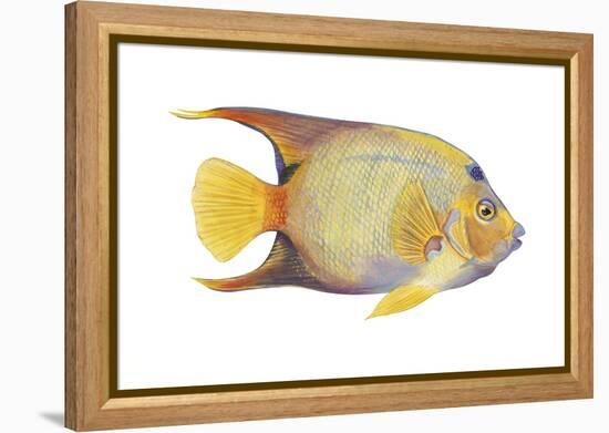 Angelfish (Holacanthus Ciliaris), Fishes-Encyclopaedia Britannica-Framed Stretched Canvas