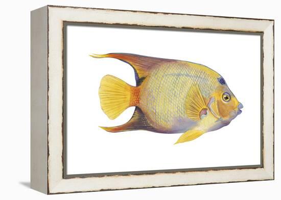 Angelfish (Holacanthus Ciliaris), Fishes-Encyclopaedia Britannica-Framed Stretched Canvas