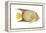 Angelfish (Holacanthus Ciliaris), Fishes-Encyclopaedia Britannica-Framed Stretched Canvas