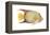 Angelfish (Holacanthus Ciliaris), Fishes-Encyclopaedia Britannica-Framed Stretched Canvas