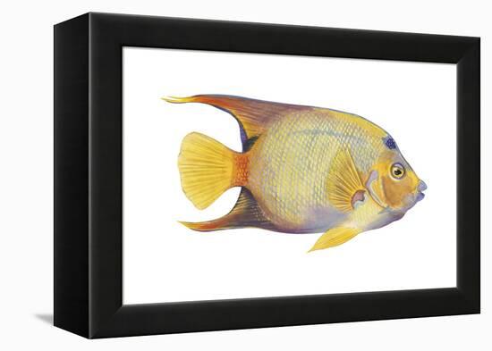 Angelfish (Holacanthus Ciliaris), Fishes-Encyclopaedia Britannica-Framed Stretched Canvas