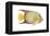 Angelfish (Holacanthus Ciliaris), Fishes-Encyclopaedia Britannica-Framed Stretched Canvas