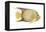 Angelfish (Holacanthus Ciliaris), Fishes-Encyclopaedia Britannica-Framed Stretched Canvas